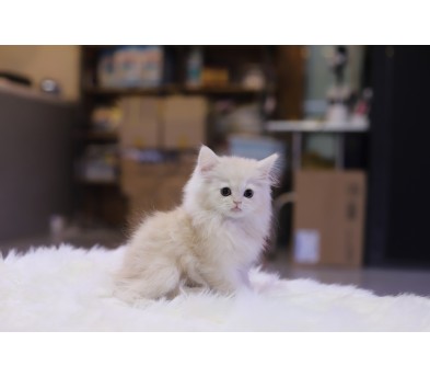 페르시안 입양합니다