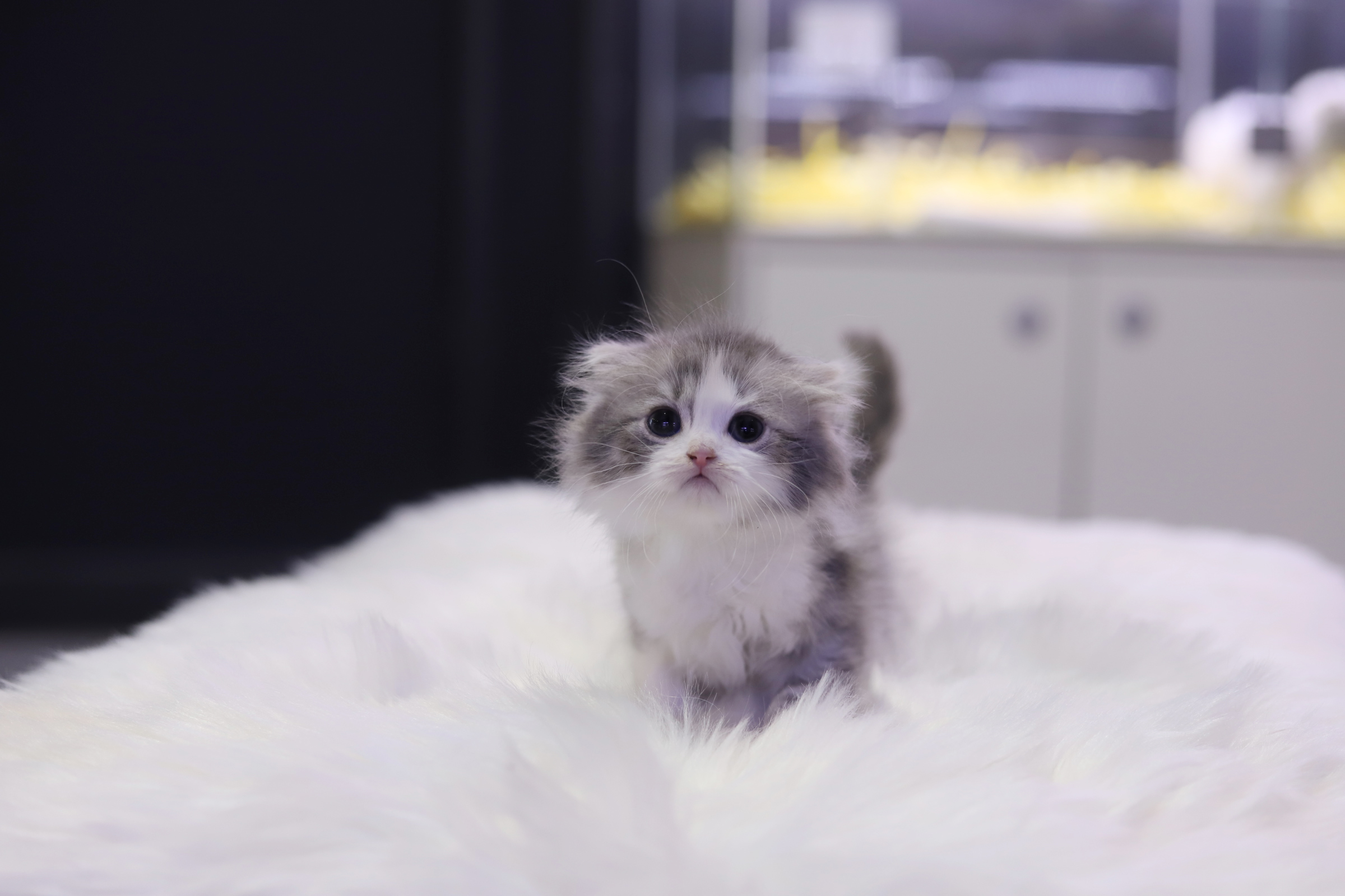 노르웨이숲 입양합니다