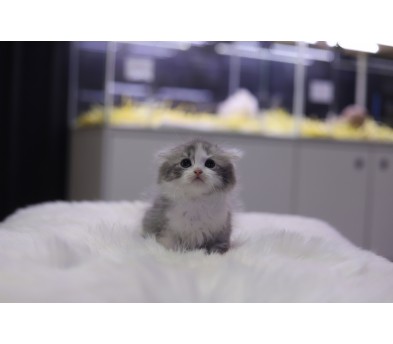 노르웨이숲 입양합니다