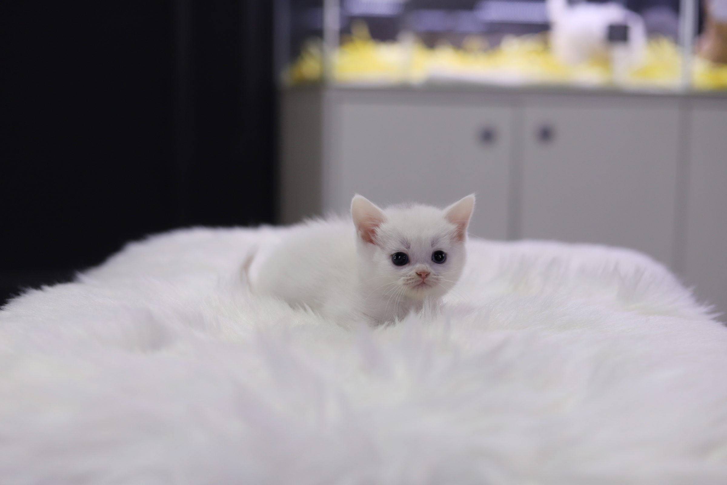 브리티쉬숏헤어 입양합니다