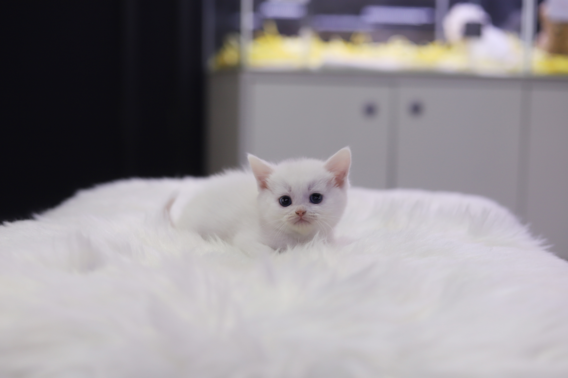 브리티쉬숏헤어 입양합니다