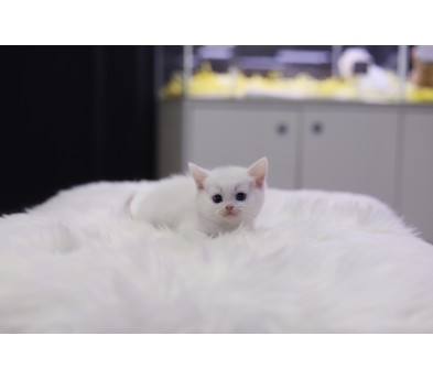 브리티쉬숏헤어 입양합니다