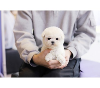 미니비숑분양 입양합니다