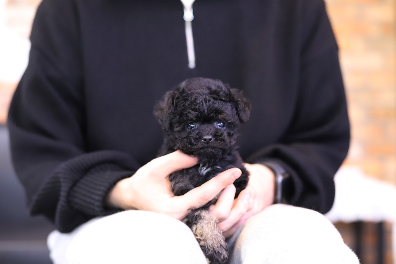 토이푸들 입양합니다