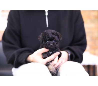 토이푸들 입양합니다