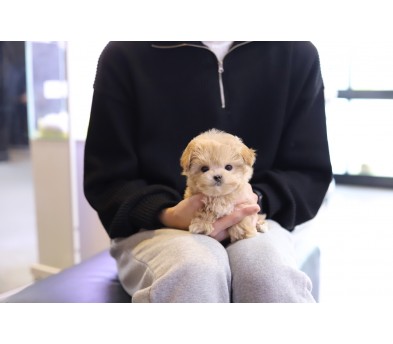 말티푸 입양합니다