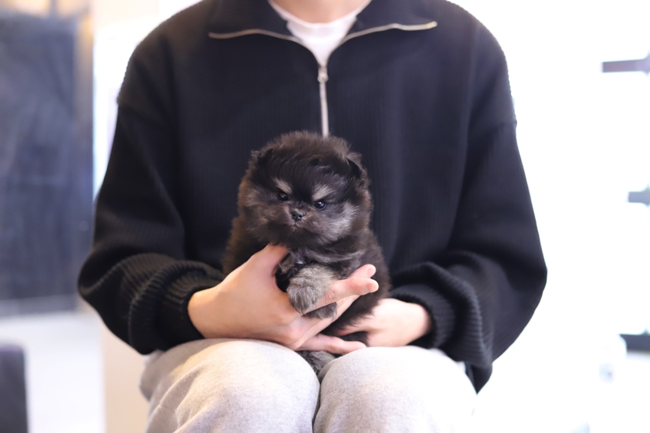 포메라니안 입양합니다