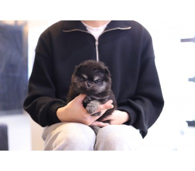포메라니안 입양합니다