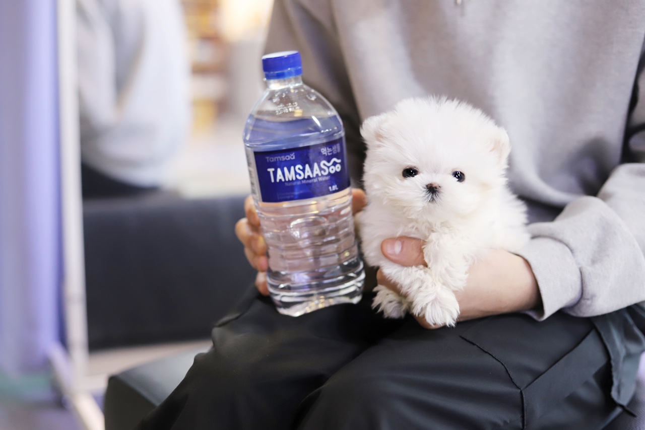 말티즈 입양합니다