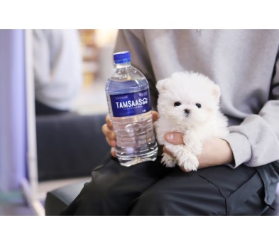 말티즈 입양합니다