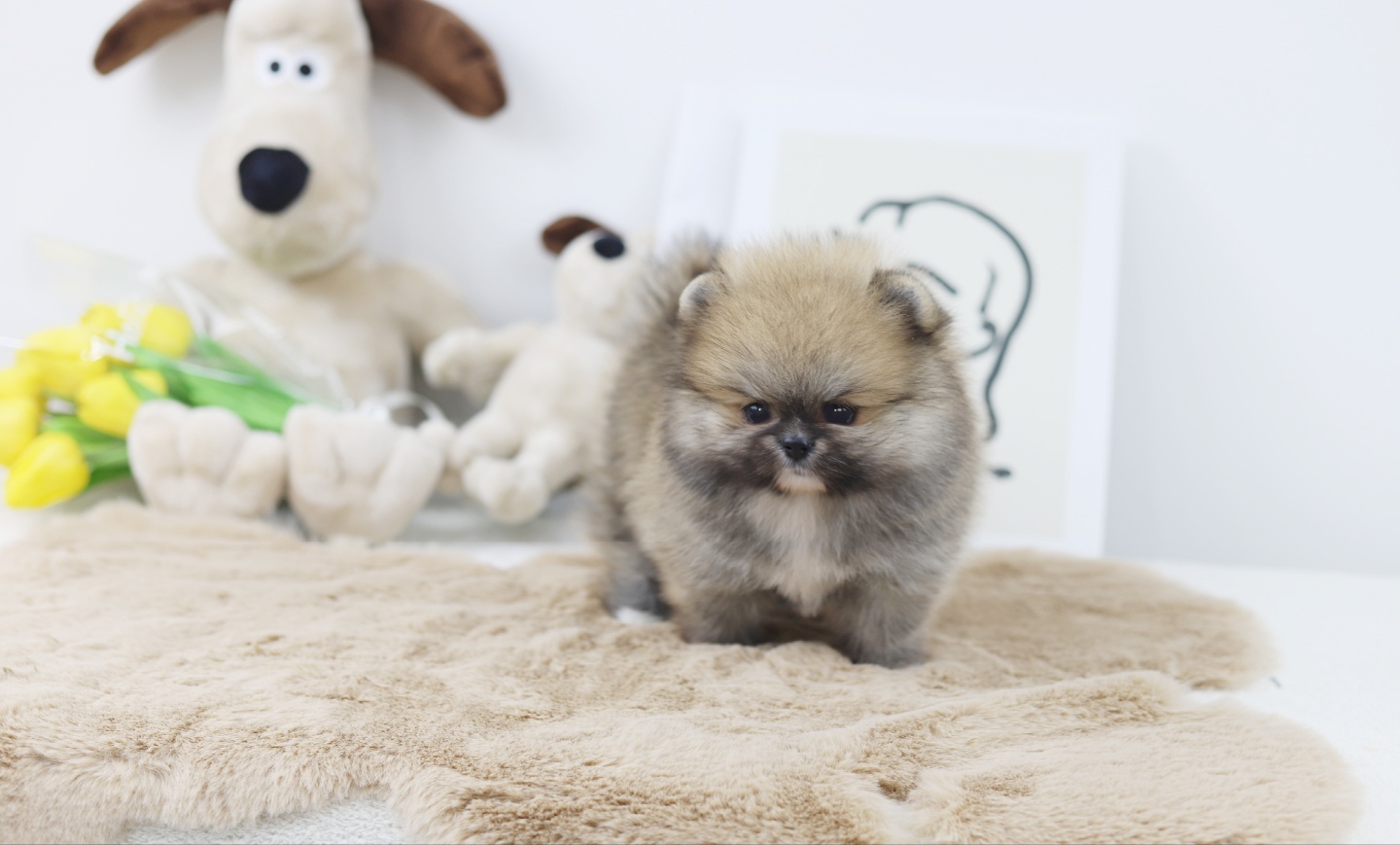 포메라니안 입양합니다