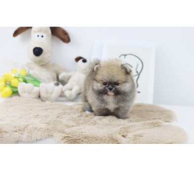 포메라니안 입양합니다