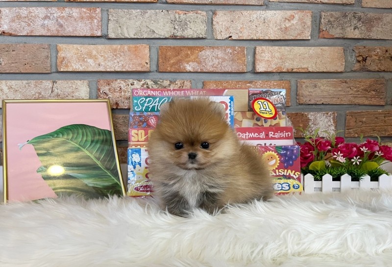 포메라니안 입양합니다