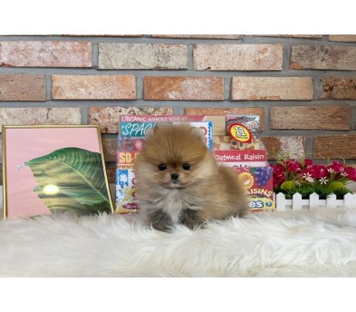 포메라니안 입양합니다