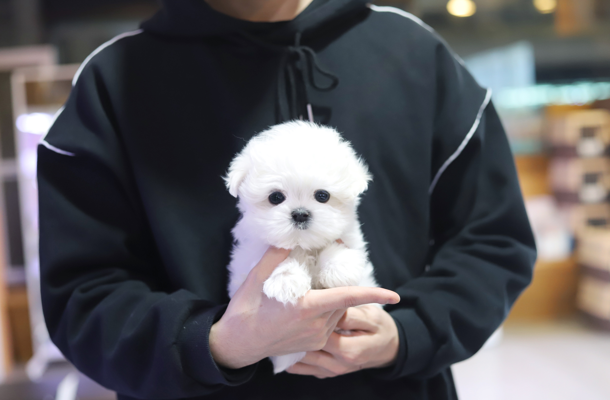 말티즈 입양합니다