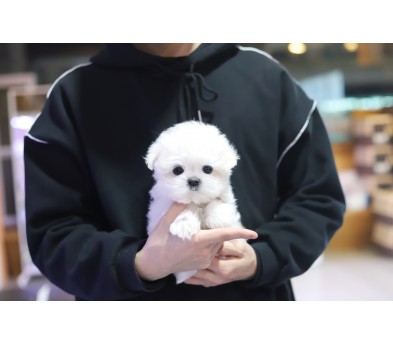 말티즈 입양합니다