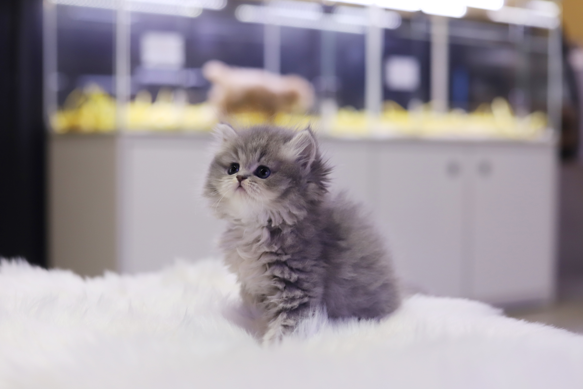 브리티쉬롱헤어 입양합니다