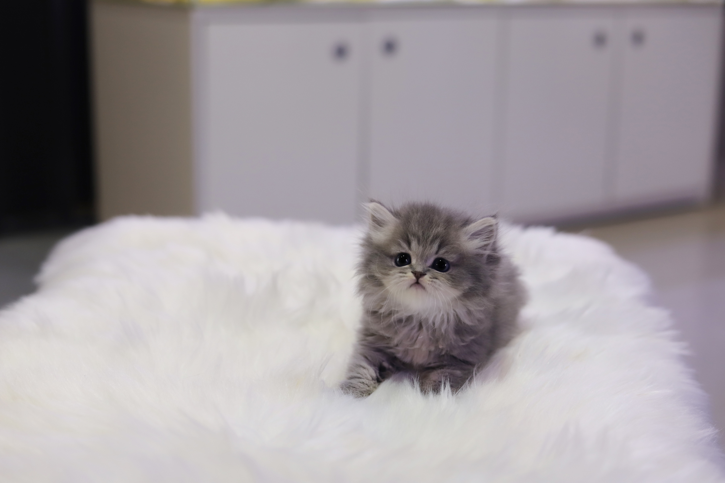 브리티쉬롱헤어 입양합니다