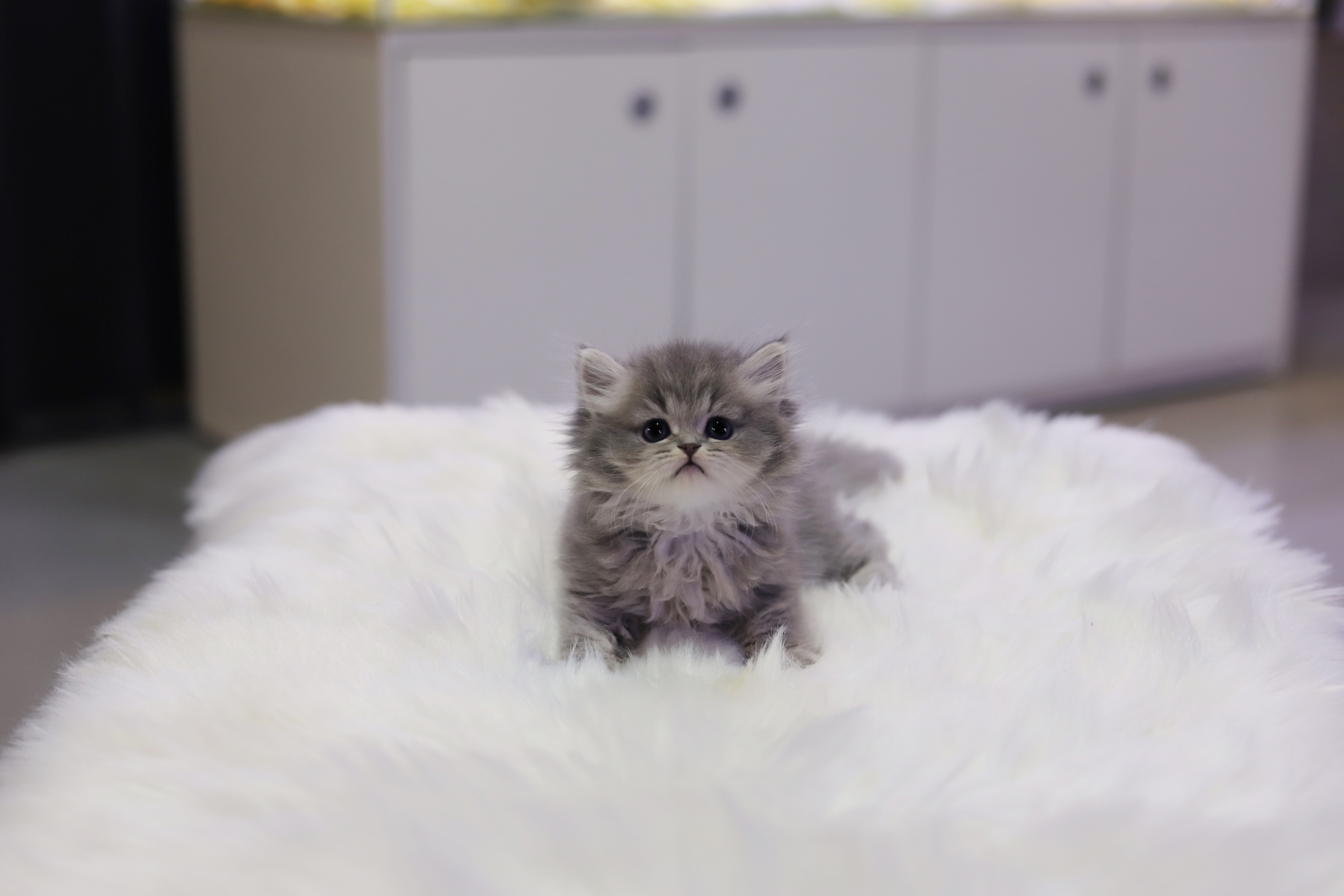 브리티쉬롱헤어 입양합니다