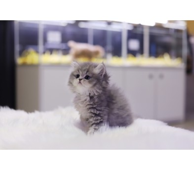 브리티쉬롱헤어 입양합니다