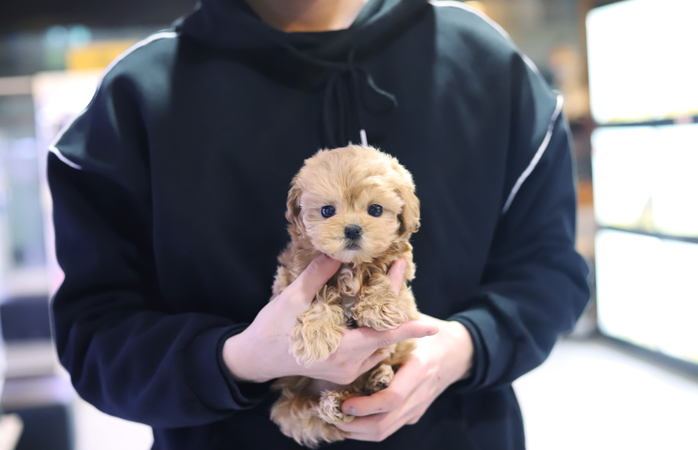 말티푸 입양합니다