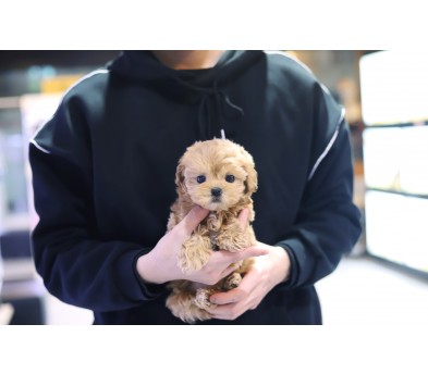 말티푸 입양합니다