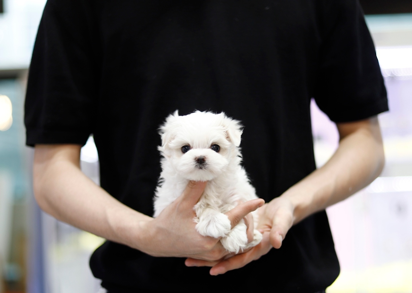 말티즈 입양합니다