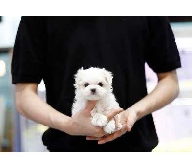 말티즈 입양합니다