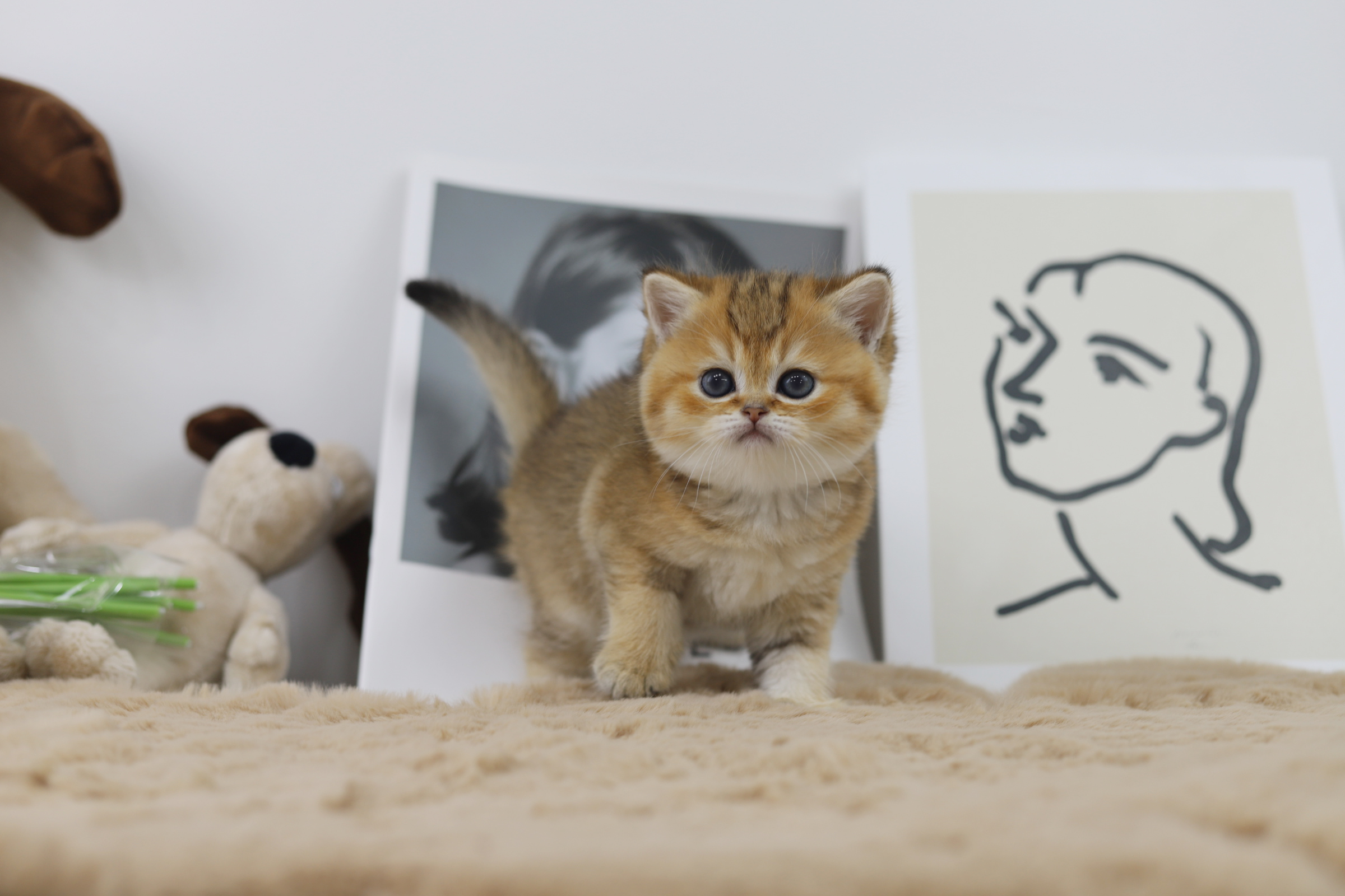 브리티쉬숏헤어 입양합니다