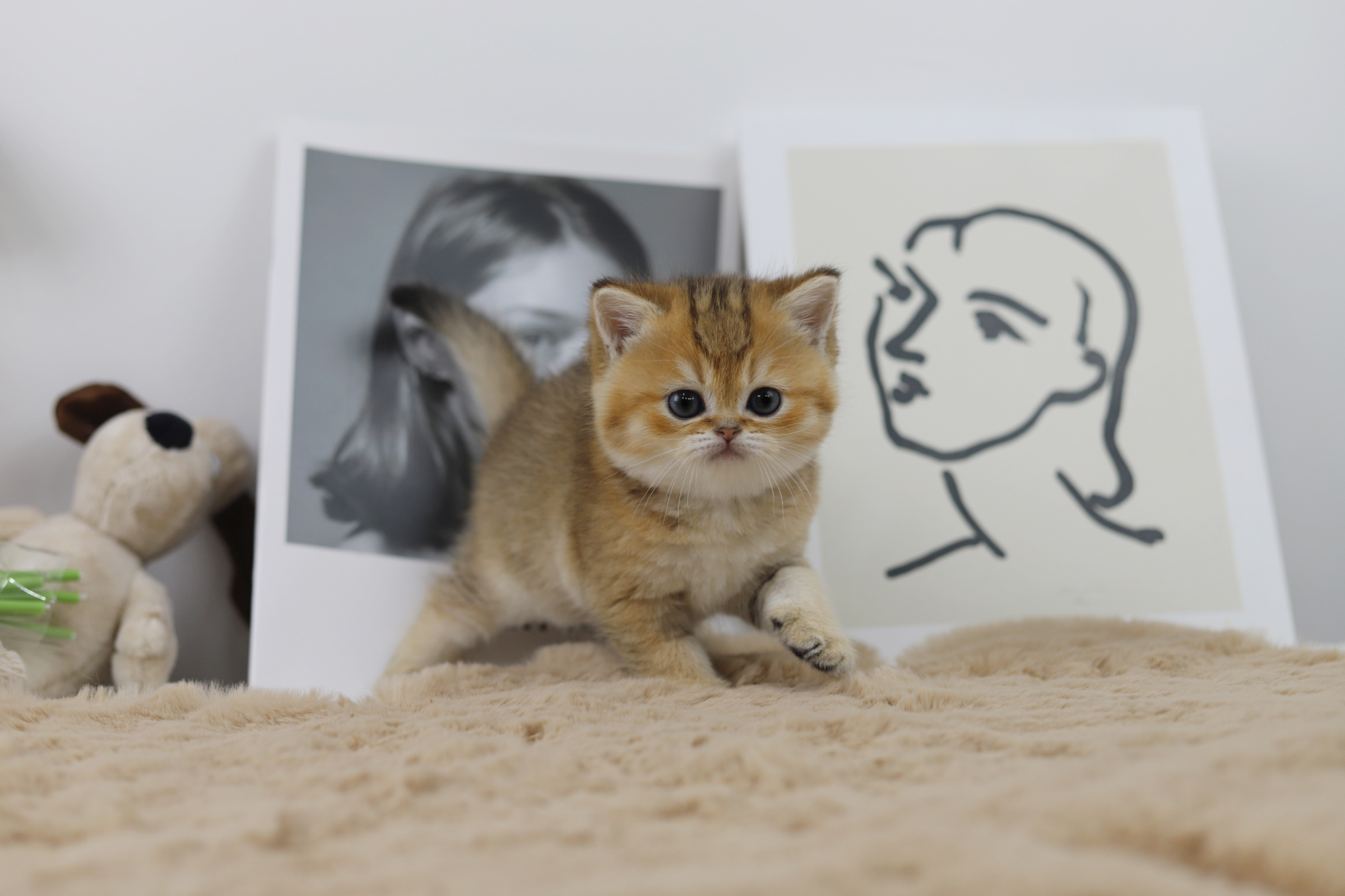 브리티쉬숏헤어 입양합니다