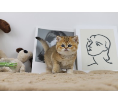 브리티쉬숏헤어 입양합니다