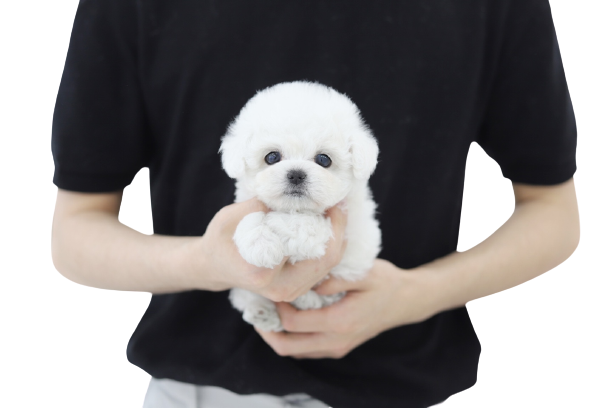 미니비숑 입양합니다