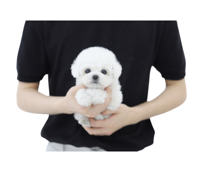 미니비숑 입양합니다