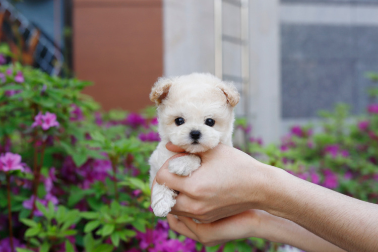 말티푸 입양합니다
