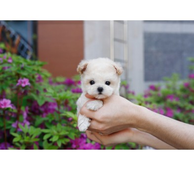 말티푸 입양합니다