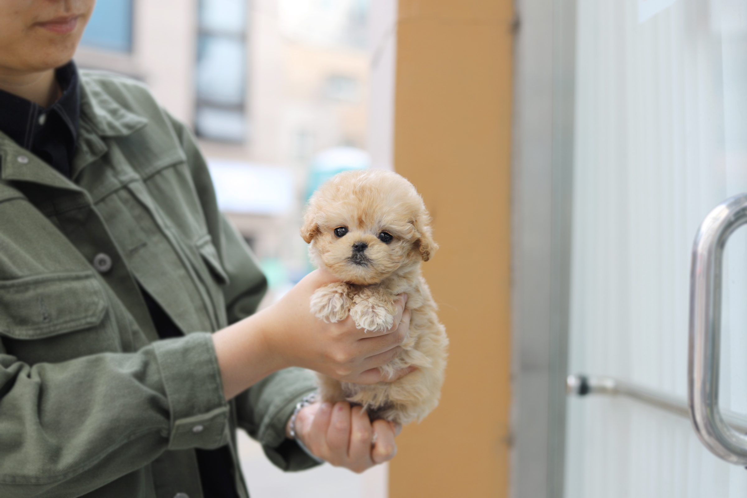 토이푸들 입양합니다