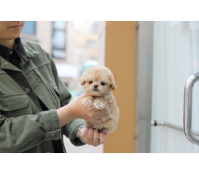 토이푸들 입양합니다