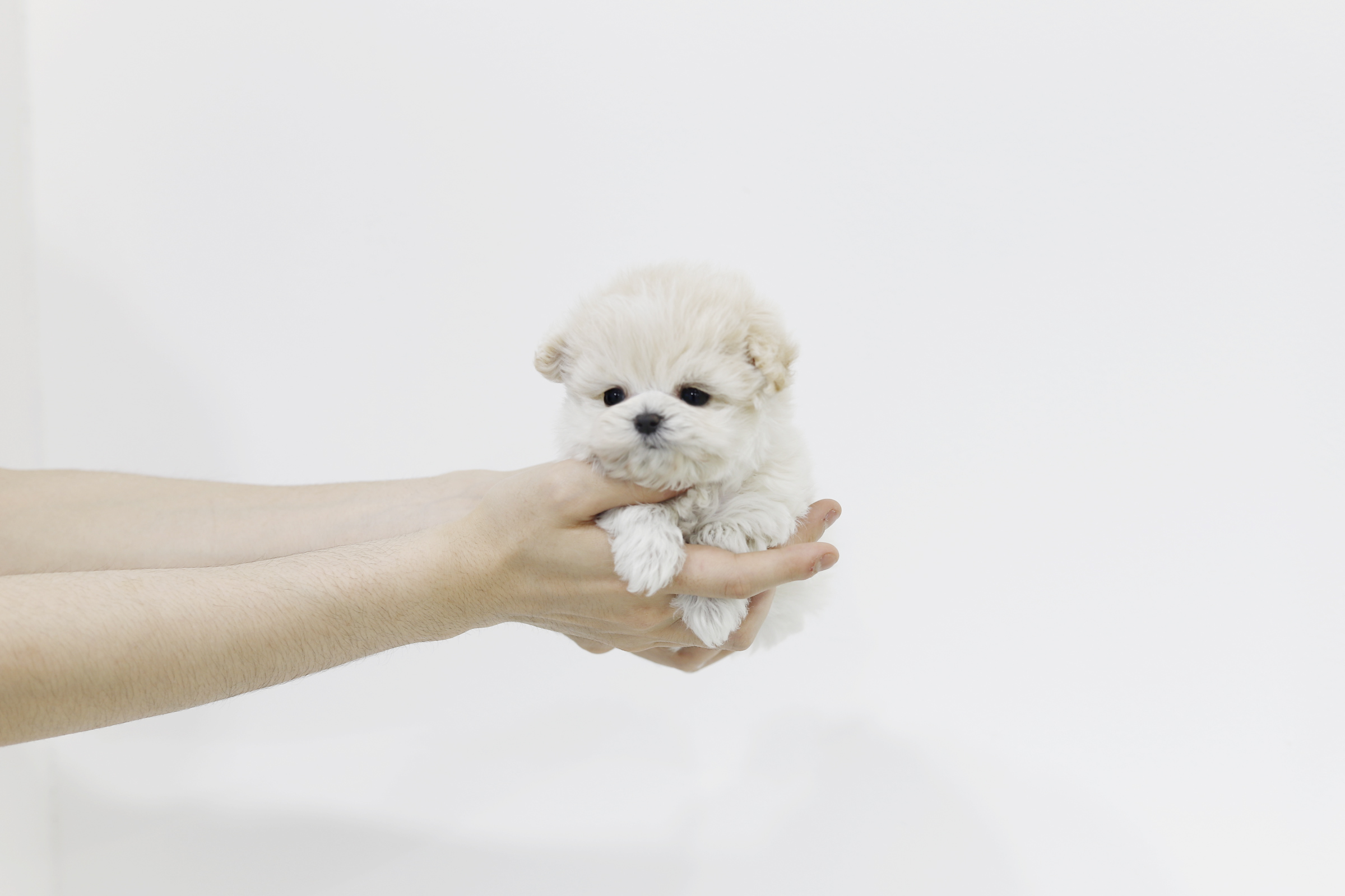 말티푸 입양합니다