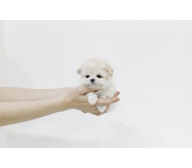 말티푸 입양합니다