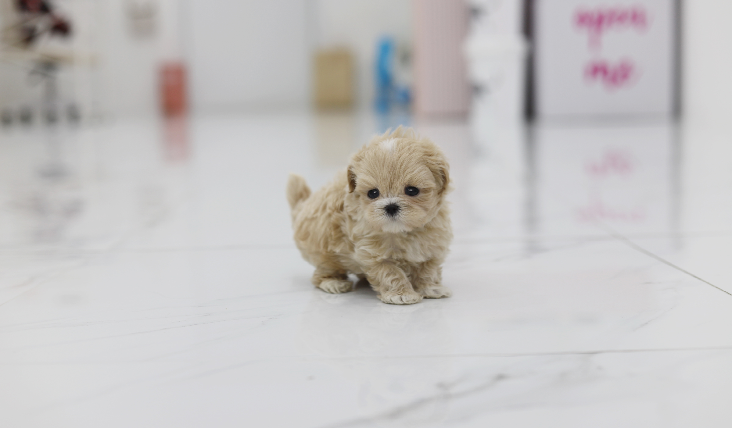 말티푸 입양합니다