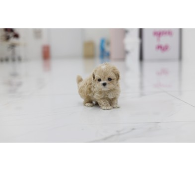 말티푸 입양합니다