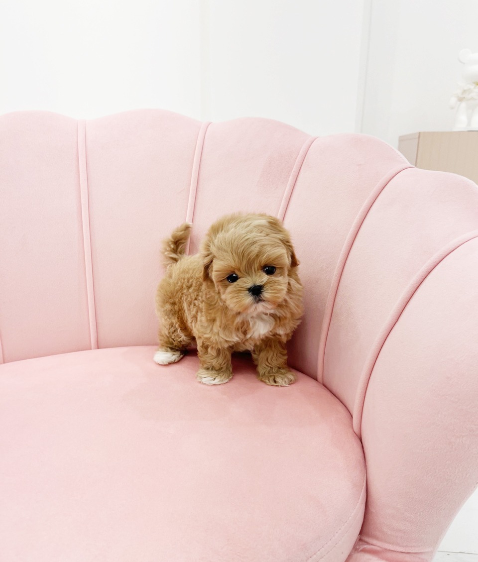 말티푸 입양합니다