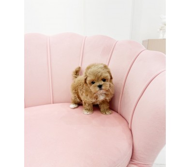 말티푸 입양합니다