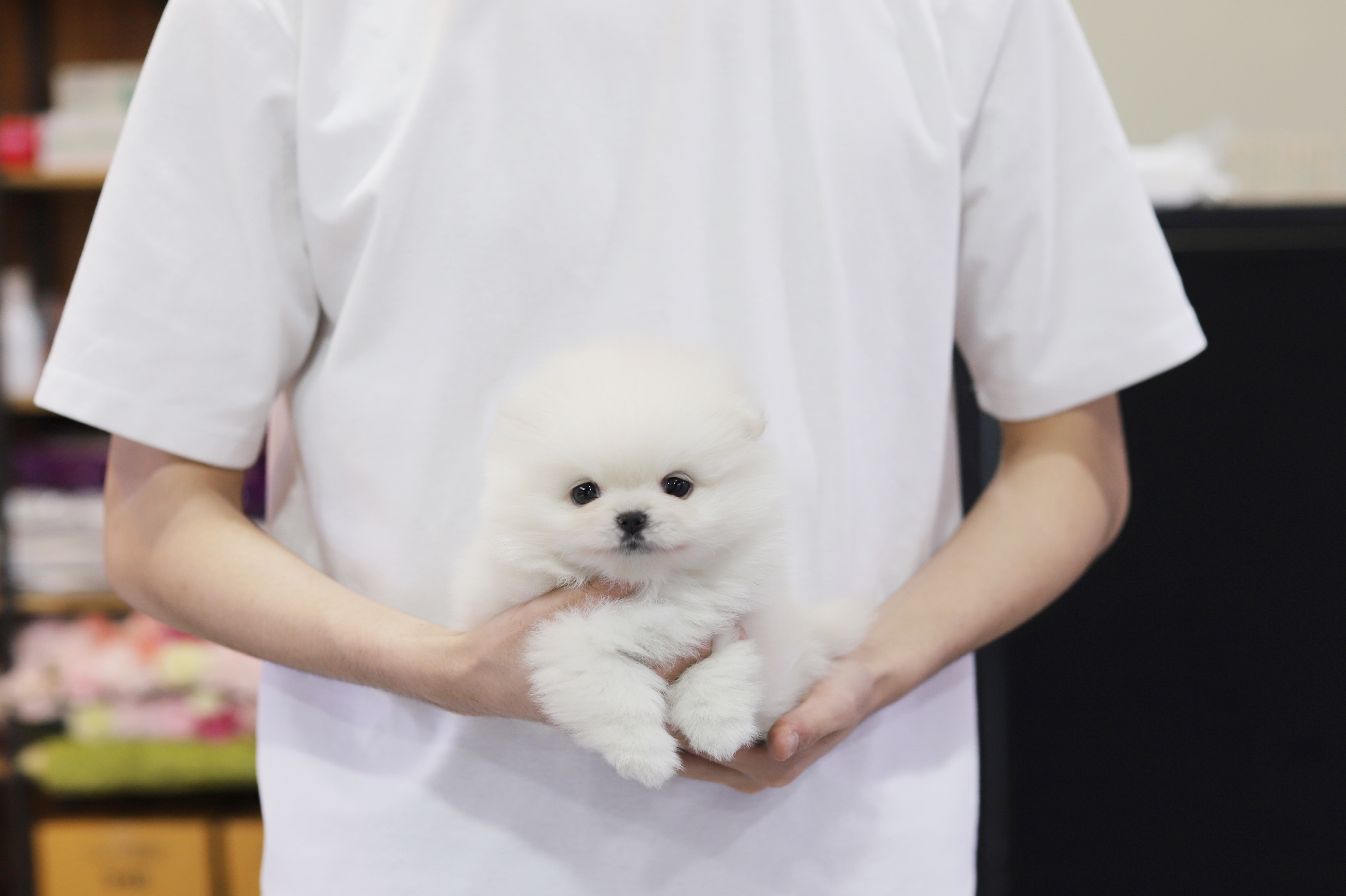 포메라니안 입양합니다