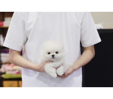 포메라니안 입양합니다