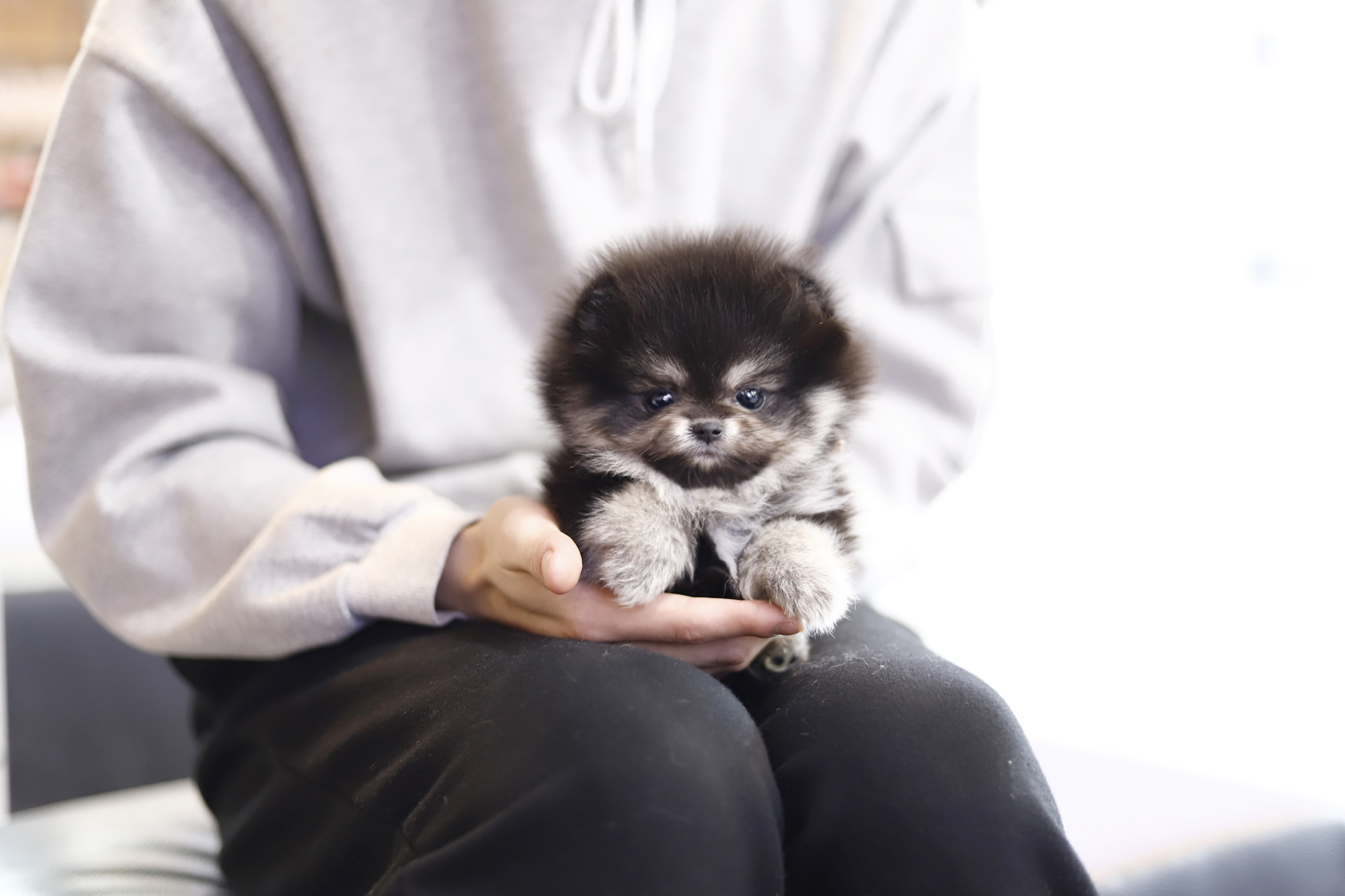 포메라니안 입양합니다