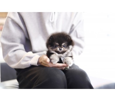 포메라니안 입양합니다