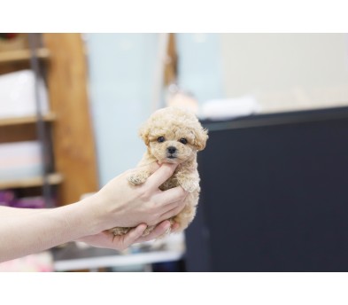 토이푸들 입양합니다