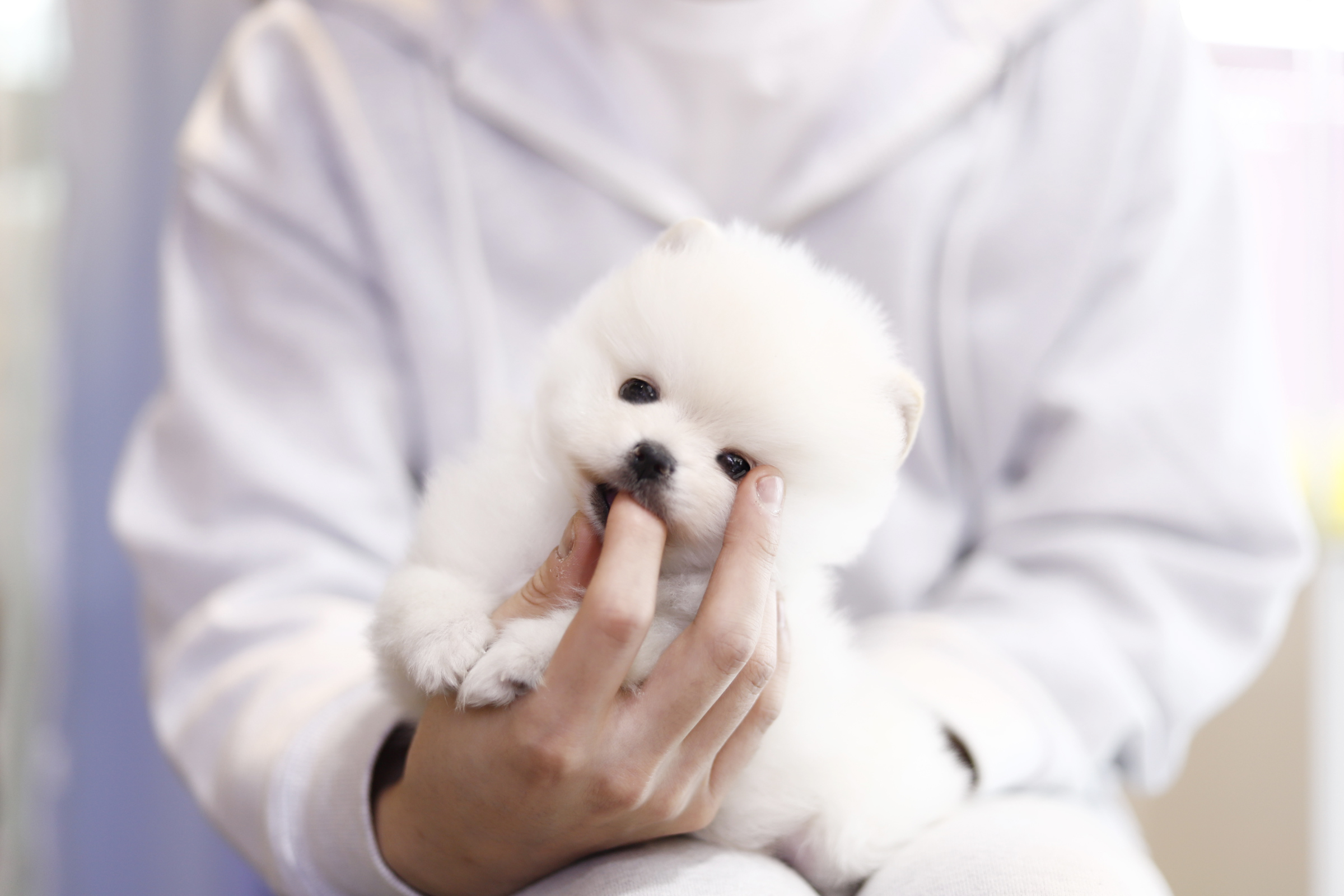 포메라니안 입양합니다