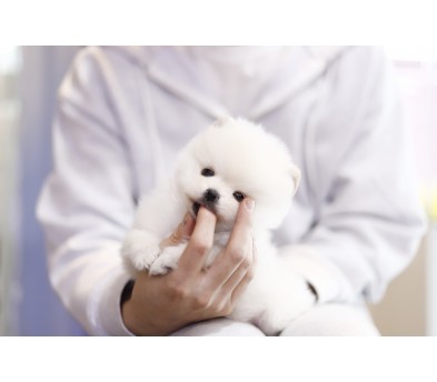 포메라니안 입양합니다